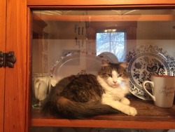 kingcheddarxvii:  She sleeps in the cabinet to avoid the dog