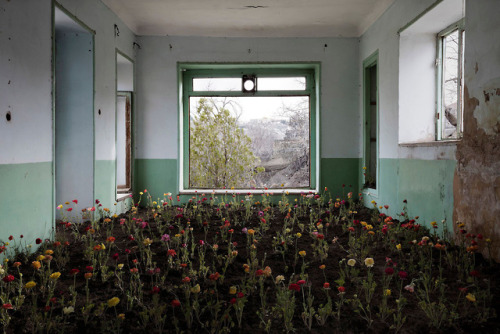 itscolossal:Nature Thrives in Tehran’s Abandoned Courtyards, Staircases, and Bedrooms in a Photo Ser