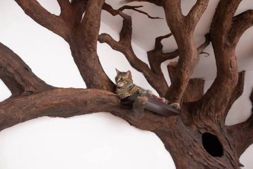 Porn catsbeaversandducks: Amazing cat tree made photos