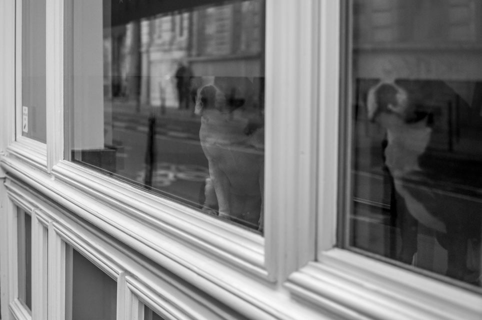 Blackandwhite, Bulldog, Dogs, Glass, Perspective, Reflection, Streetphotography, Window by Francois itier on EyeEm