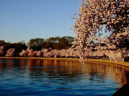 pointandshooter: Tidal Basin at sunrise, Washington, DC photos: David Castenson