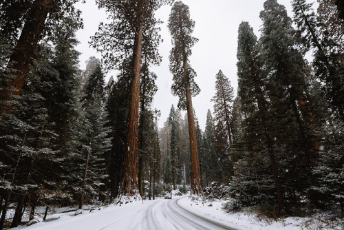 jasonincalifornia:  Snowy Sequoia Roads  Instagram////Prints 