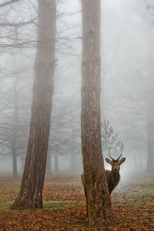 ternpest:  Hidden by Max Ellis