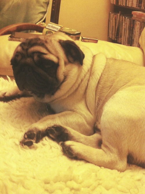 must-be-a-lesbian:  My sleepy pugerpilla