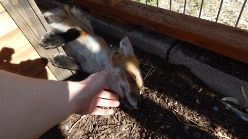 The hard life of a pet fox, getting all the ear, belly, and head rubs :3