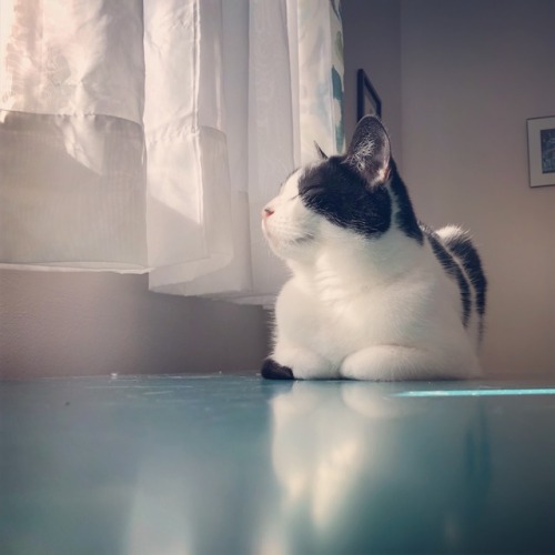thiscatiscomfortable: This cat is comfortable.