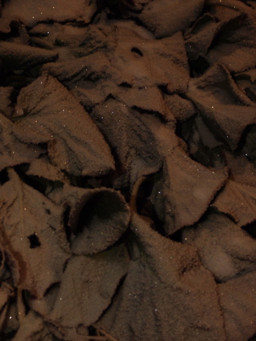 Bergenia cordifolia — heartleaf bergenia