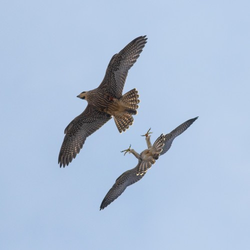 Juvenile peregrines, Craig Denford / Woking Peregrine Project