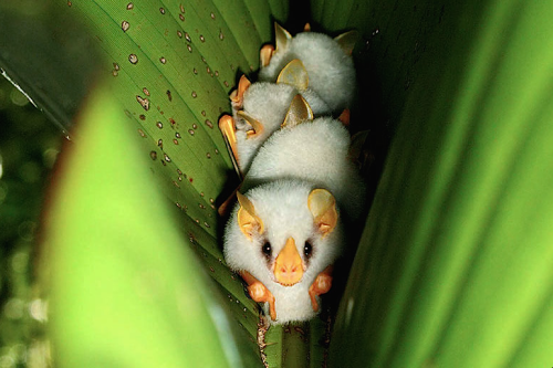 dronevariations:nubbsgalore:honduran white tent bats roosting under a heliconia leaf, which they sev