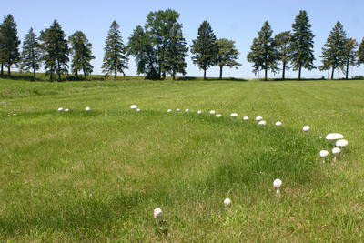 esaevian:rosespirit:esaevian:oldmosswoman:Fairy rings  occupy a prominent place in European folklore