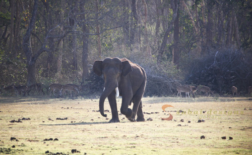 Wild bull elephant with deer in background, Nargarhole NP, Kabini, India