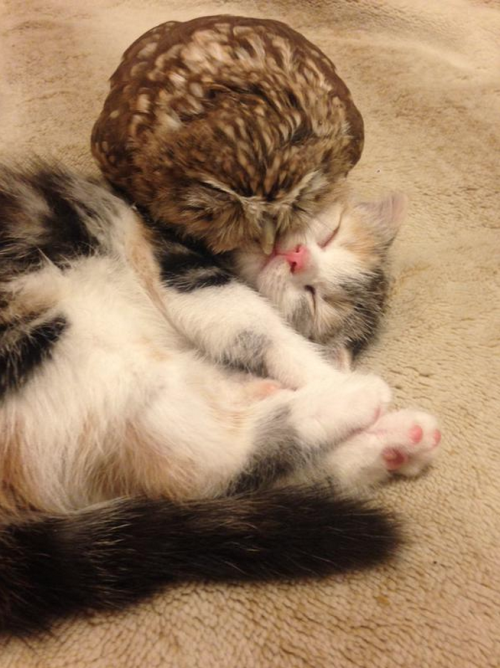 catsof:  archiemcphee:  “They dined on mince, and slices of quince,Which they ate with a runcible spoon;And hand in hand, on the edge of the sand,They danced by the light of the moon…”The Department of Unexpected Interspecies Friendship is seriously