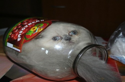 8 Cats That Embody The Struggles of Binding