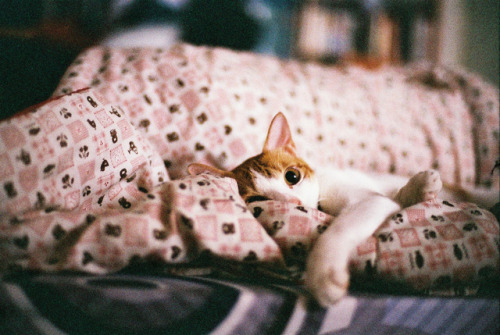 flavoredmint:  meow meow motherfucker | @We♥It