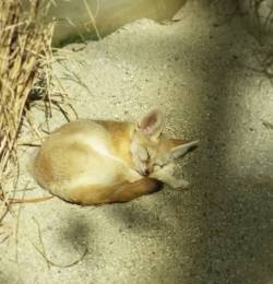 at Lincoln Park Zoo