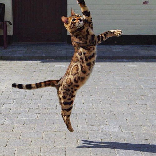 haintxblue: jeuxion: stardustgalaxy: boredpanda: Meet Thor, The Bengal Cat With Purrfectly Beautiful