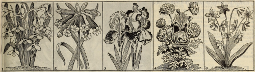 nemfrog:Snow drop, brodiaea, iris, ranunculus, scilla. New floral guide : autumn. 1909.Internet Arch