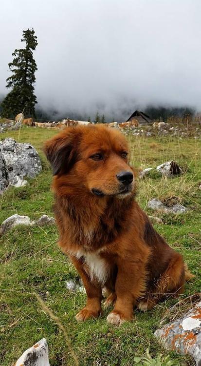 My girlfriend’s mother is in Romania. This was her guide through the mountains.