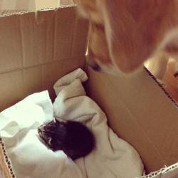 Catsbeaversandducks:  Ponzu Adopts An Orphan Kitten Rejected By Her Mother When Ichimi