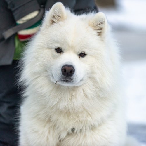 Yuri, (1.5-y-o), Samoyed, River Heights, Winnipeg. “Loves to eat. Especially fish, his favorite.” • 