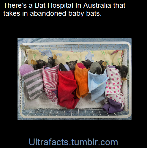 ultrafacts:  1017sosa300:  ultrafacts:    The fruit bat pups at the Tolga Bat Hospital