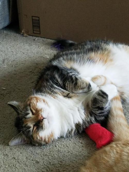 [IMAGE DESCRIPTION: a chubby, gray and orange tabby patterned calico cat is laying on her back with 