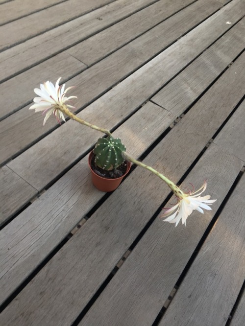 greenlook-garden:  This cactus produces so many huge flowers, but can’t decide in which directionEste cactus produce muchas flores enormes, pero no puede decidirse en qué dirección hacerlo