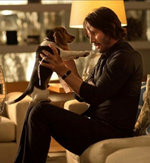 parks-and-rex: boobies-are-candy:  parks-and-rex:   parks-and-rex:   mcthedoodler:   parks-and-rex:   parks-and-rex:   parks-and-rex:   justcuchu:   parks-and-rex:   parks-and-rex:  REBLOG IF YOU LOVE DOGS     MAYBE I’M SMALL AND EMOTIONALLY UNSTABLE