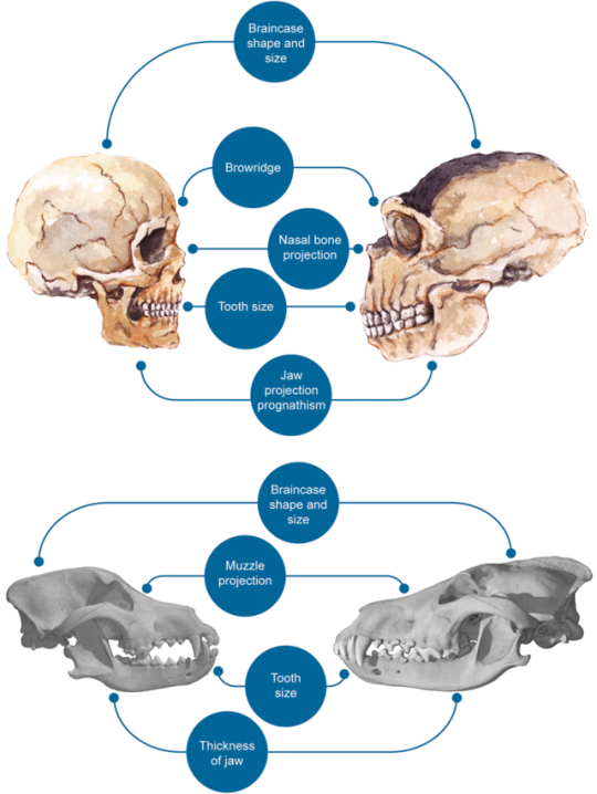 sainatsukino: curlicuecal:  curlicuecal: domestication syndrome is one of the coolest findings from recent genetics  Yes! Basically scientists have found that if you start selecting for people-friendly animals, you see a bunch of hypothetically unrelated