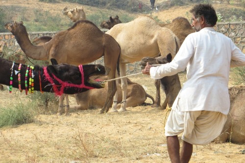 Pushkar camel fair and Hindu celebration