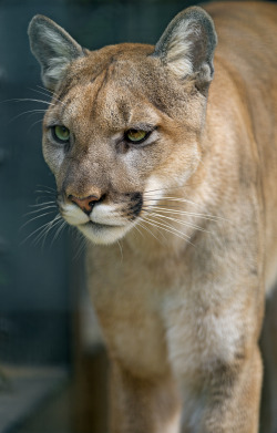 froylenqueen:  Walking puma by Tambako The