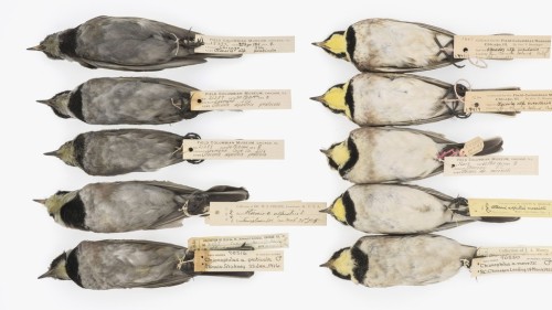 [ Ten horned larks, all collected around 1900. The birds on the left were collected near Chicago, wh