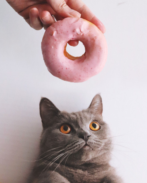 Doughnuts