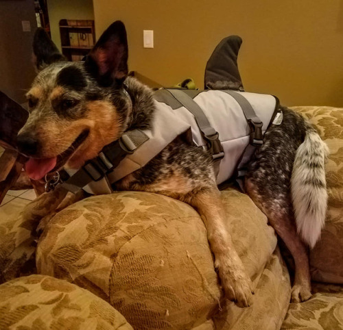 Scout before trick or treating, and Scout after I told her the cats and I ate all of her Halloween c