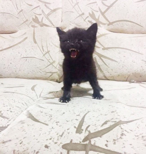 He Angy