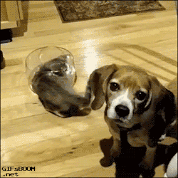 xaevierthorne:  gifsboom:  Cat in a fish tank. [video]  iskellington