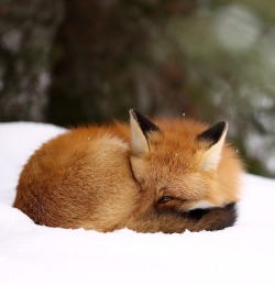 beautiful-wildlife: Sleep With One Eye Open by