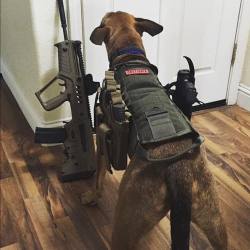 shiny-kit-syndrome:  Tactical puppy 