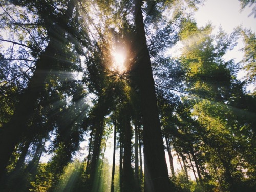 hippie-tranquility:dpcphotography:Rays for days 