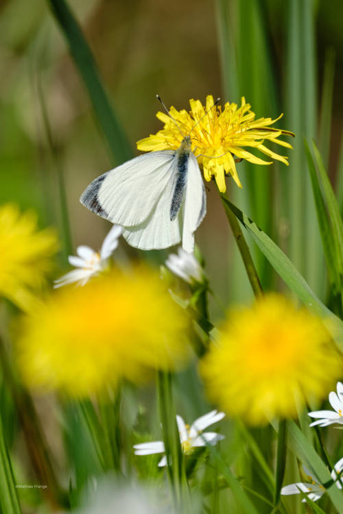 Spring in the meadows