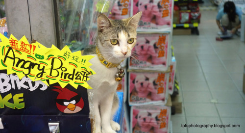 Shop Cat - Tsuen Wan, Hong Kong (via Tofu Photography Blogspot)