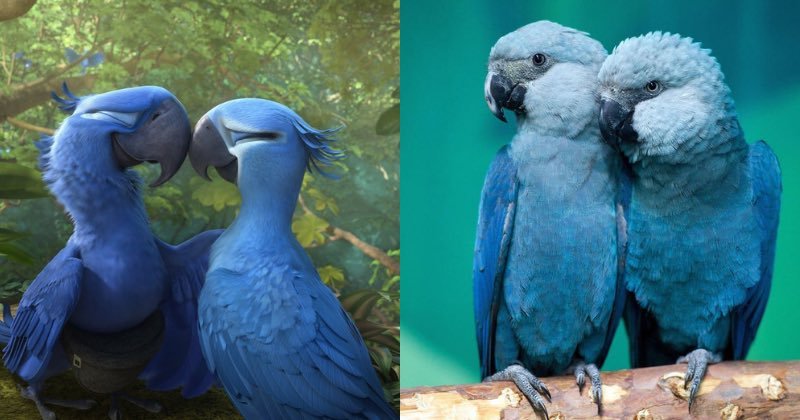 A Mess — Blu, blue macaw from the Rio?...