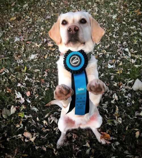 Look who got her first ever frisbee ribbon! She may be the lowest drive dog on the field, but she’s 