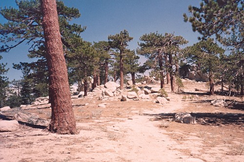 Almost at the Summit, trail, Mt. Baden-Powell, Angeles National Forest (now Angeles National Monumen