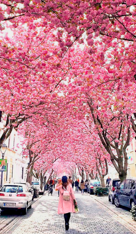 dayanafrias01:  Cherry Blossoms