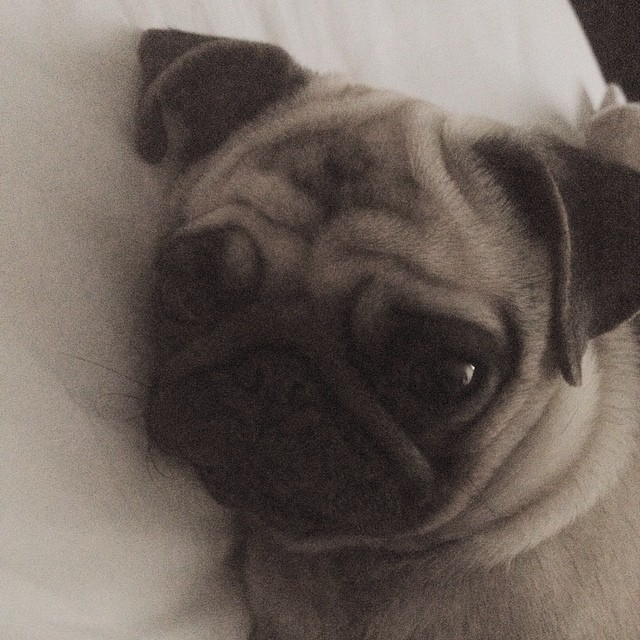 ilovepugs4ever:  Follow Dog Quotes. 
