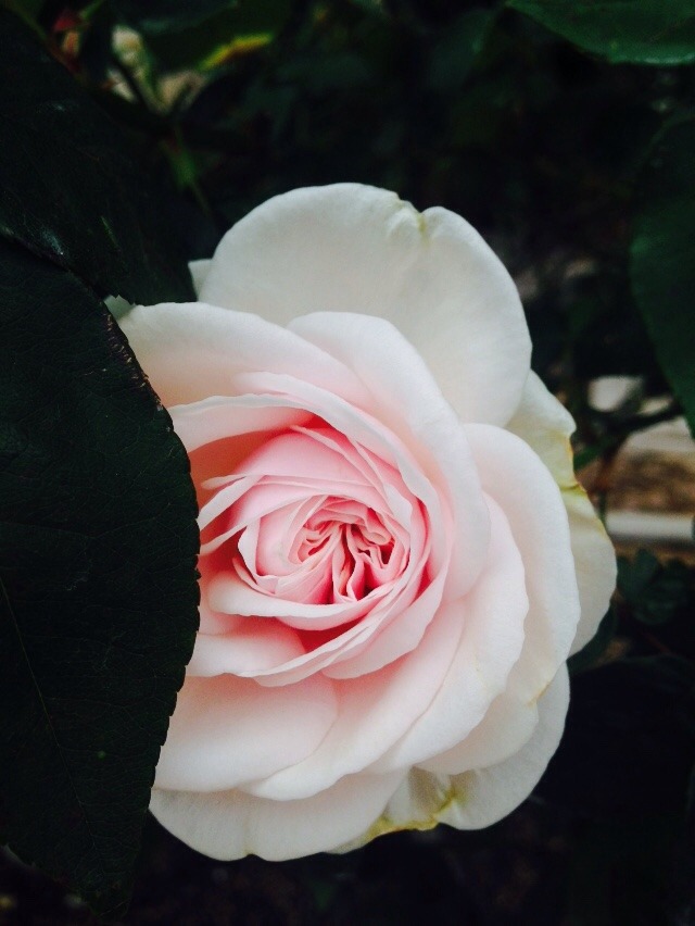 sweetdreamsyall:  Some photos from the Ca’d’zan and the Selby Botanical Gardens
