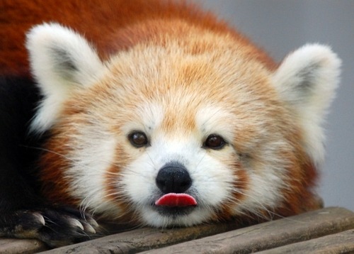 onehopefulromantic:  Aren’t red pandas porn pictures