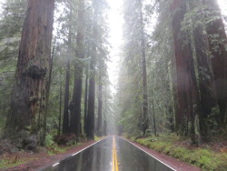 fernteen:  send-the-raven:  thedevilstongue:  errdayimsnufflin:  fatrat66:  The Avenue of Giants. The scenic 101 route in California, home of the Redwoods.   One of my favorite drives  Someone come road trip with me so I can see this beauty again  My