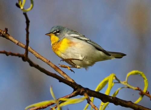 birdsagainstgravity:Northern Parula (Setophaga americana) © rwolfert